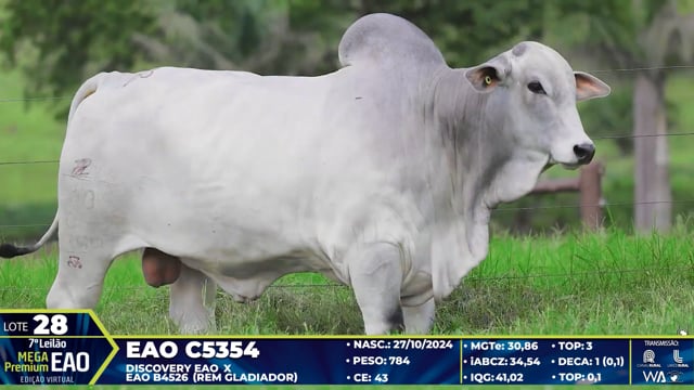 Lote 28