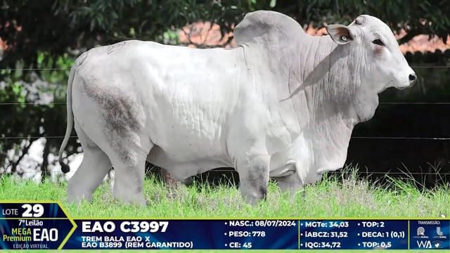 Lote 29