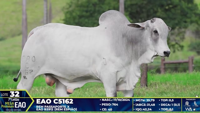 Lote 32
