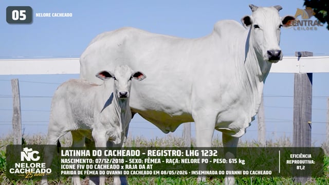Lote 05