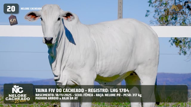 Lote 20