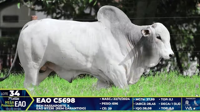 Lote 34