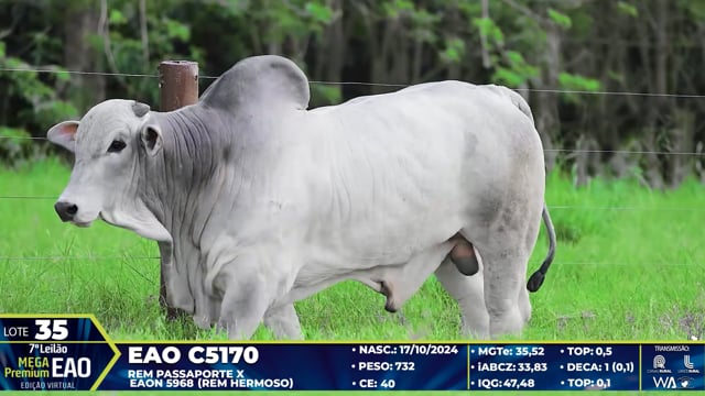 Lote 35