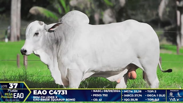Lote 37