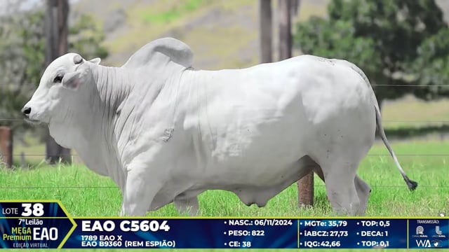Lote 38
