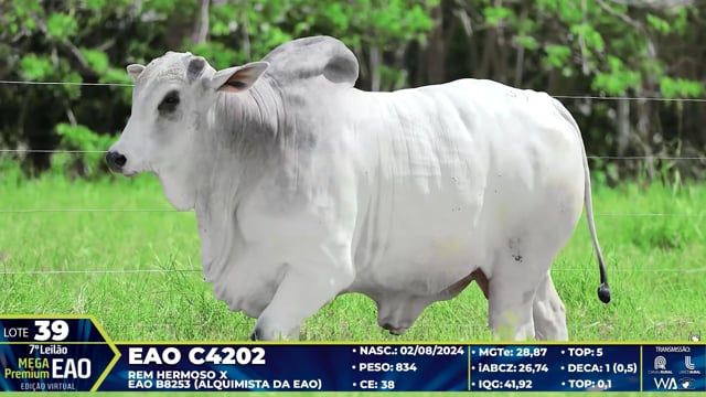 Lote 39
