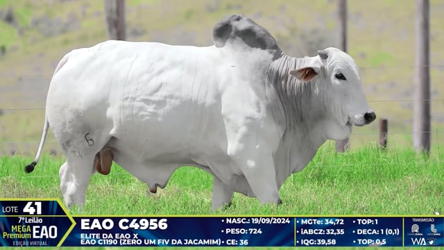 Lote 41