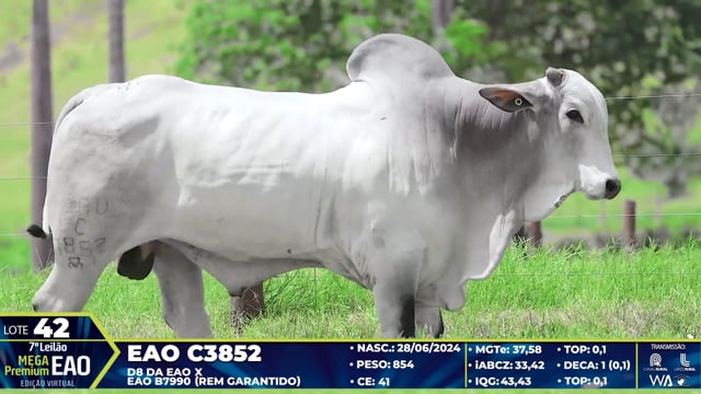 Lote 42