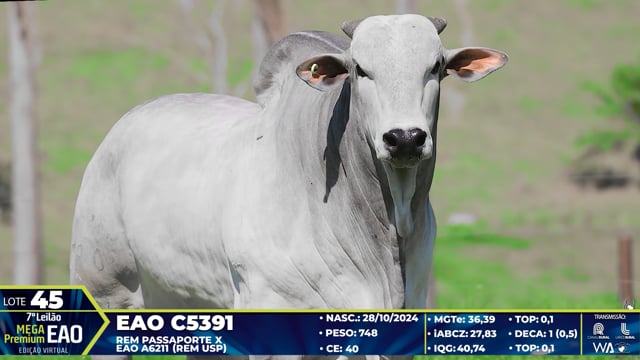 Lote 45