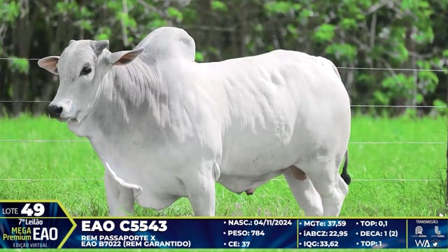 Lote 49