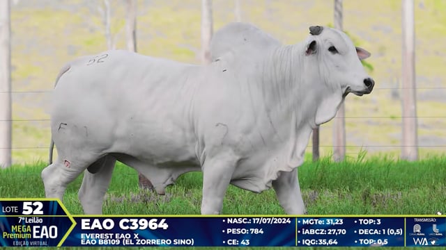 Lote 52