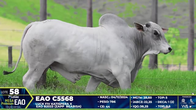 Lote 58