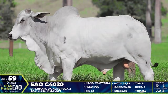 Lote 59