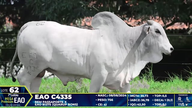 Lote 62