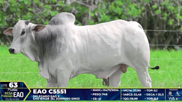 Lote 63
