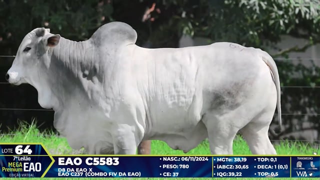 Lote 64