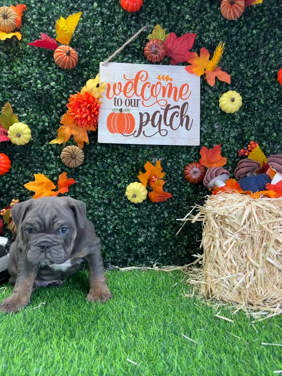 Male English Bulldog puppy named Harvey for sale at Puppy Dreams - Wichita West. video thumbnail