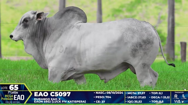 Lote 65