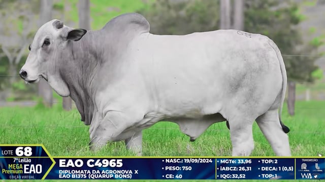 Lote 68