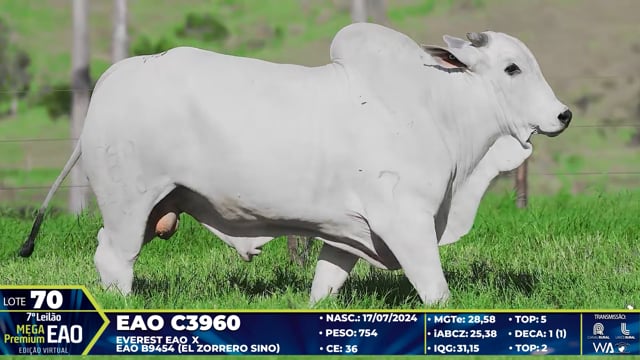 Lote 70