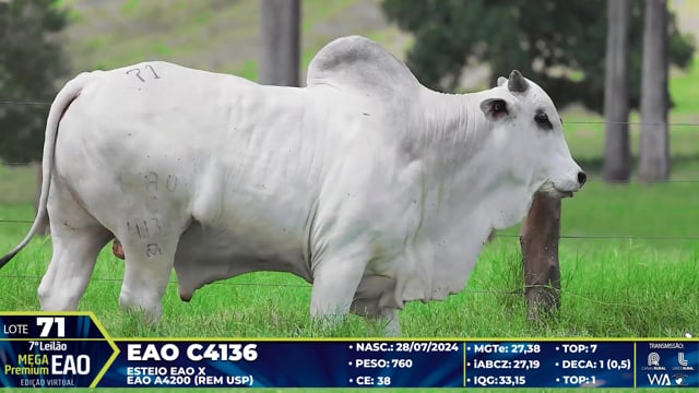 Lote 71