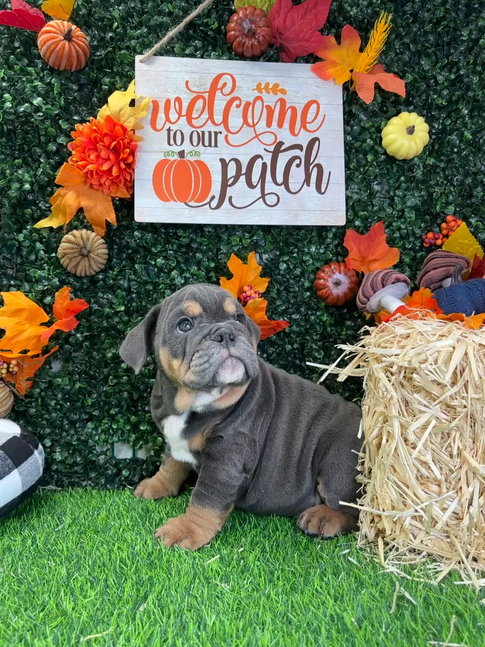 Male English Bulldog puppy named Hudson for sale at Puppy Dreams - Wichita West. video thumbnail