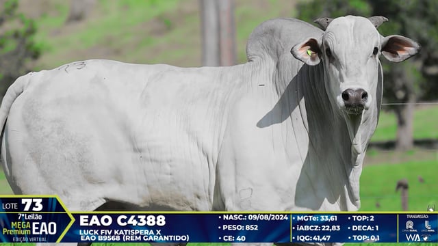 Lote 73