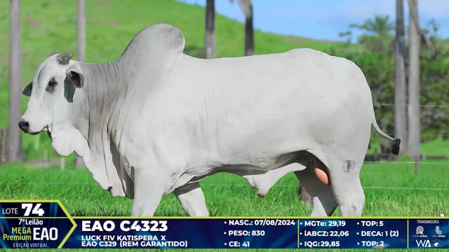 Lote 74