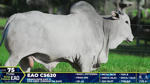 Lote 75