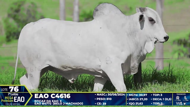 Lote 76