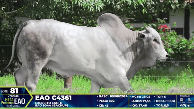 Lote 81