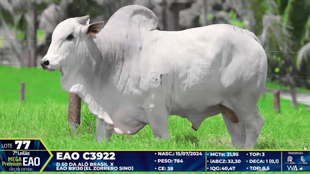 Lote 77