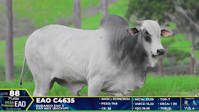 Lote 88