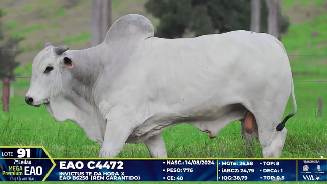 Lote 91
