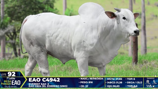Lote 92