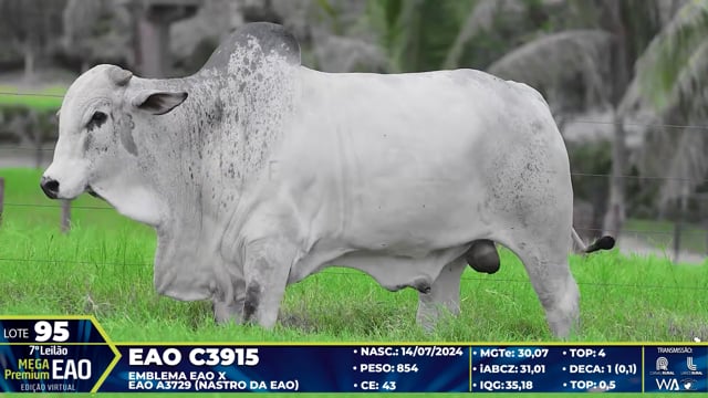 Lote 95
