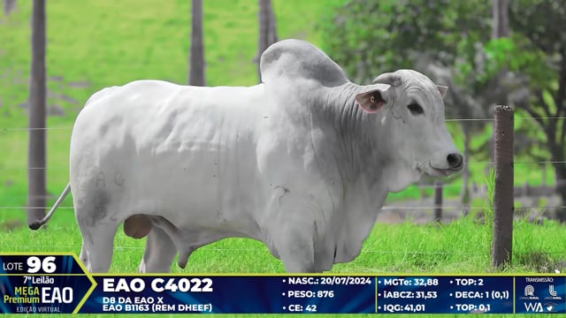 Lote 96