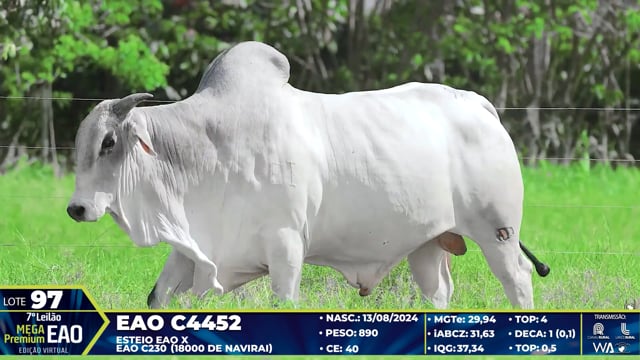 Lote 97