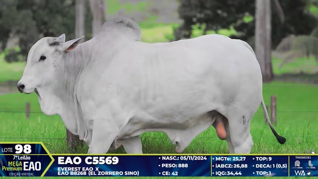 Lote 98