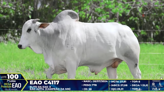 Lote 100