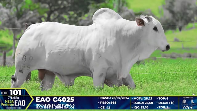 Lote 101