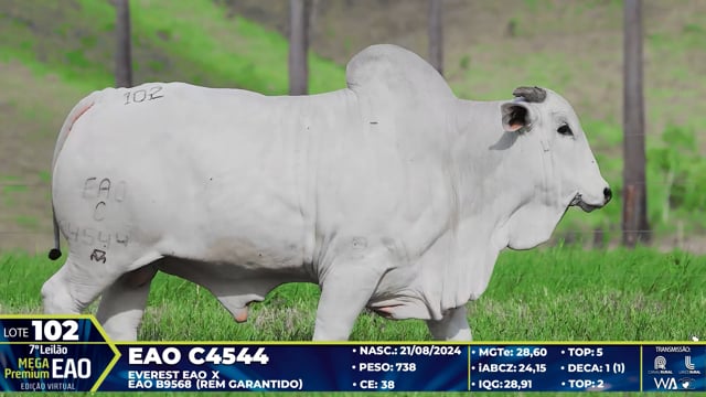 Lote 102