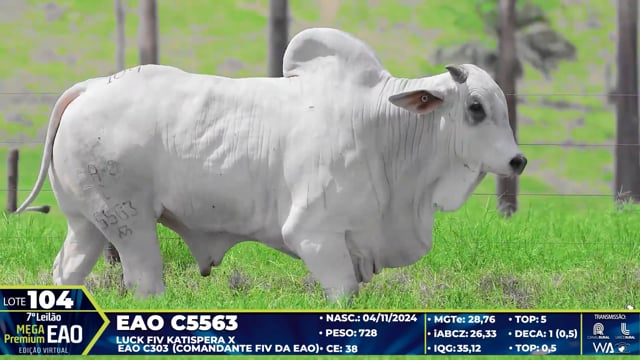 Lote 104