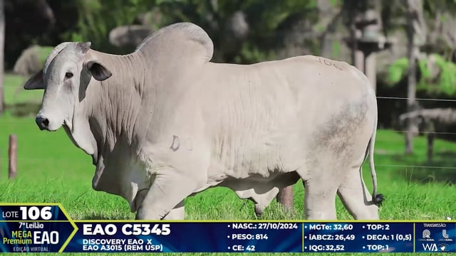 Lote 106