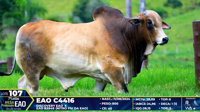 Lote 107