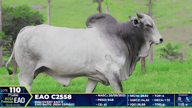 Lote 110