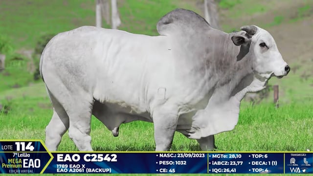 Lote 114