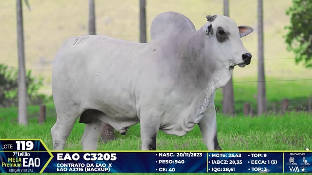 Lote 119