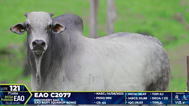 Lote 121