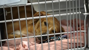 Pet Circle - Help Needed (September 2, 2026)